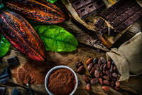 Cocoa Bean Extract